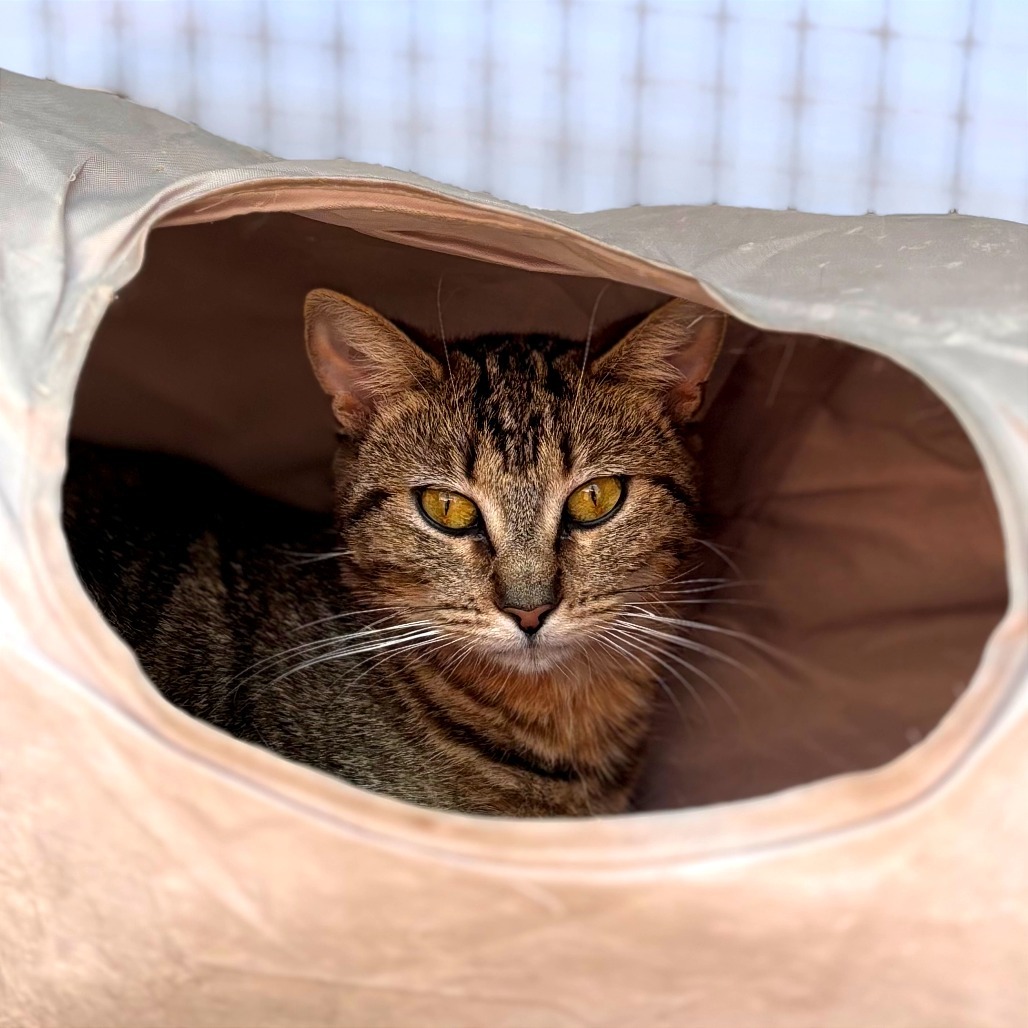 Rogue, an adoptable Domestic Short Hair in Fresno, CA, 93726 | Photo Image 6