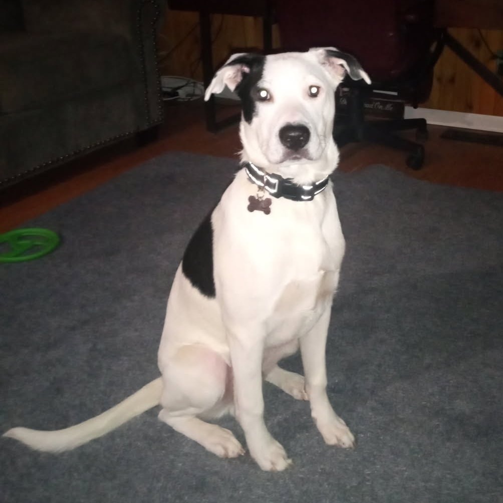NY Bruno (Foster in Crompond)