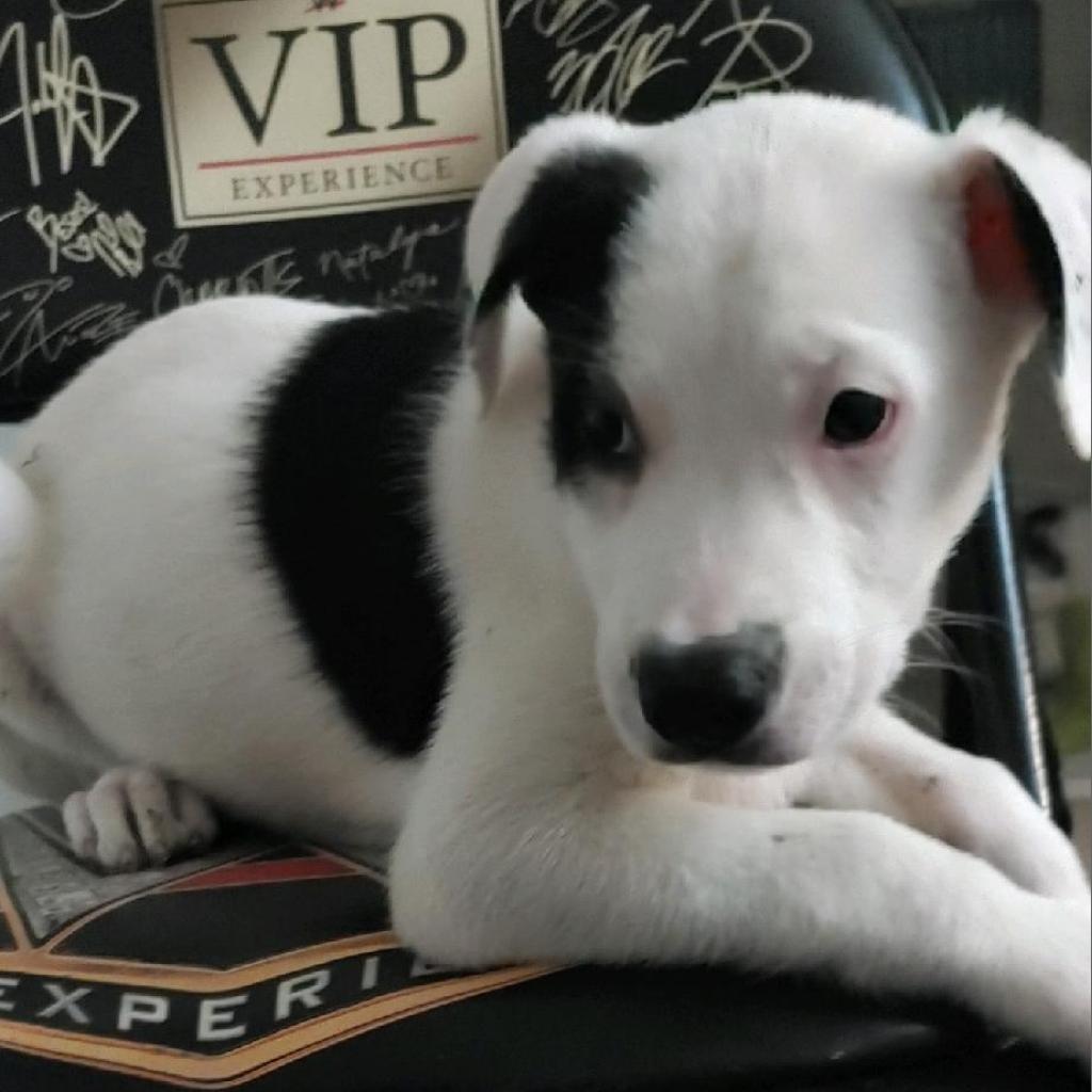 NY Bruno (Foster in Crompond)