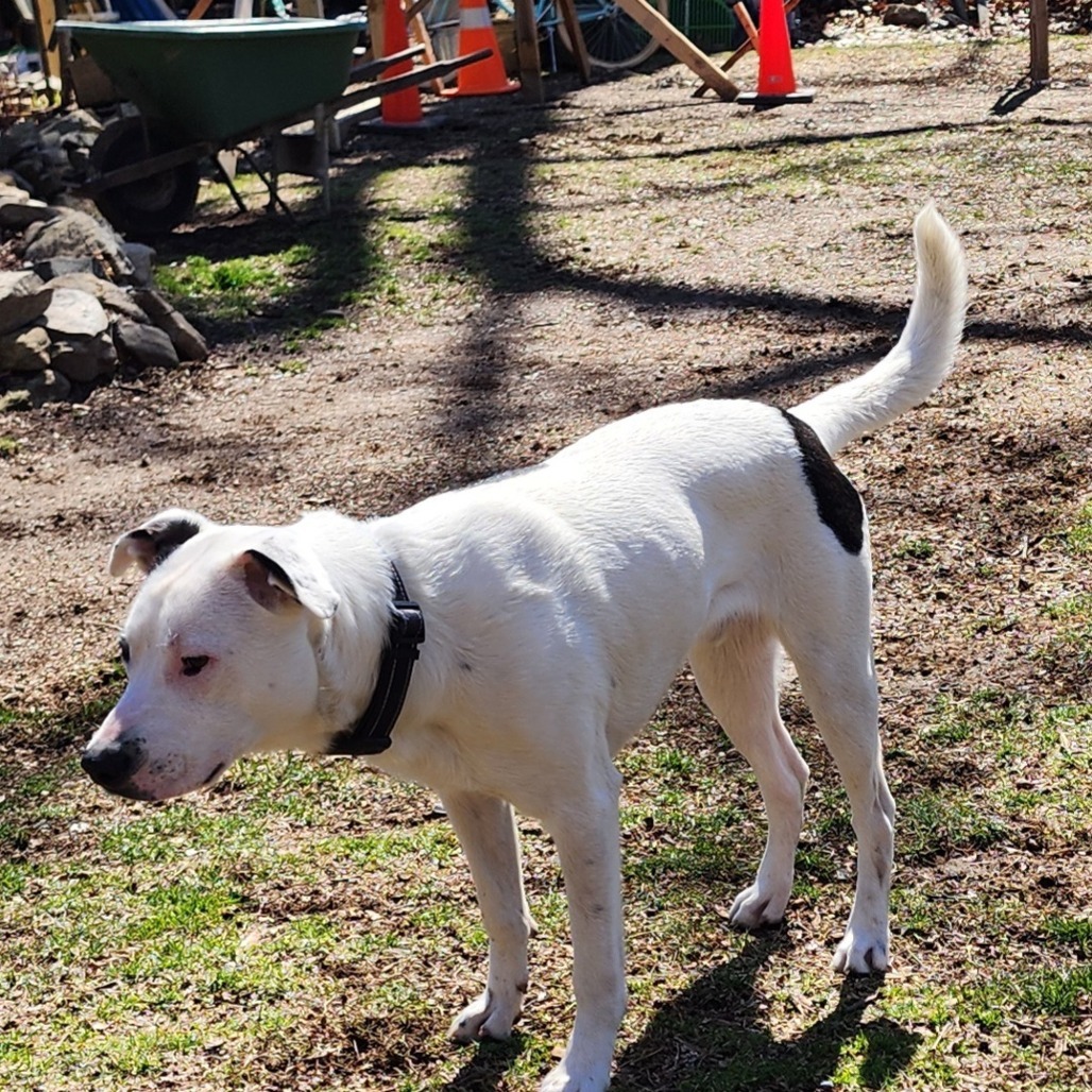NY Bruno (Foster in Crompond)