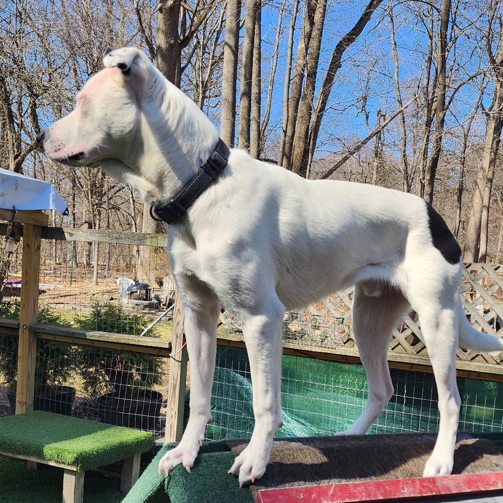 NY Bruno (Foster in Crompond)