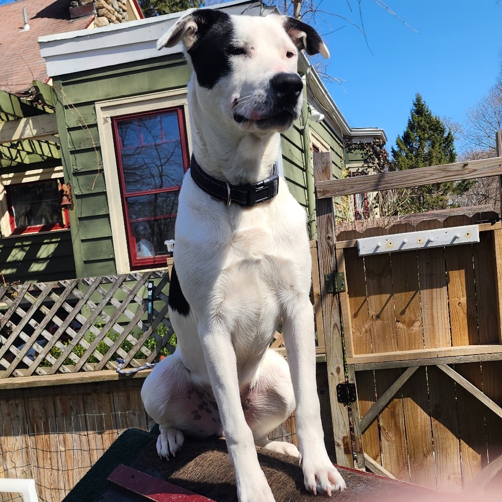NY Bruno (Foster in Crompond)