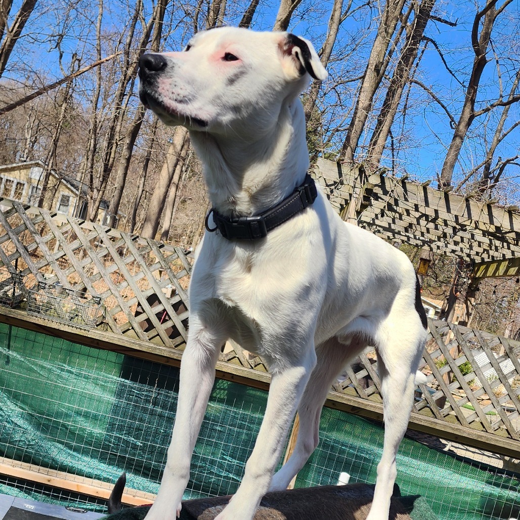 NY Bruno (Foster in Crompond)