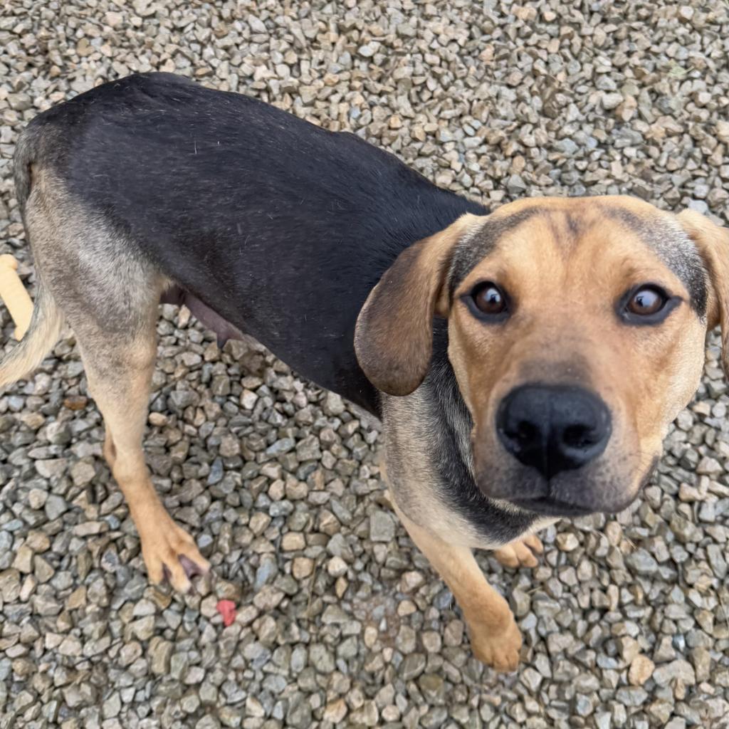 Mamsie, an adoptable Bloodhound in Duck River, TN, 38454 | Photo Image 1
