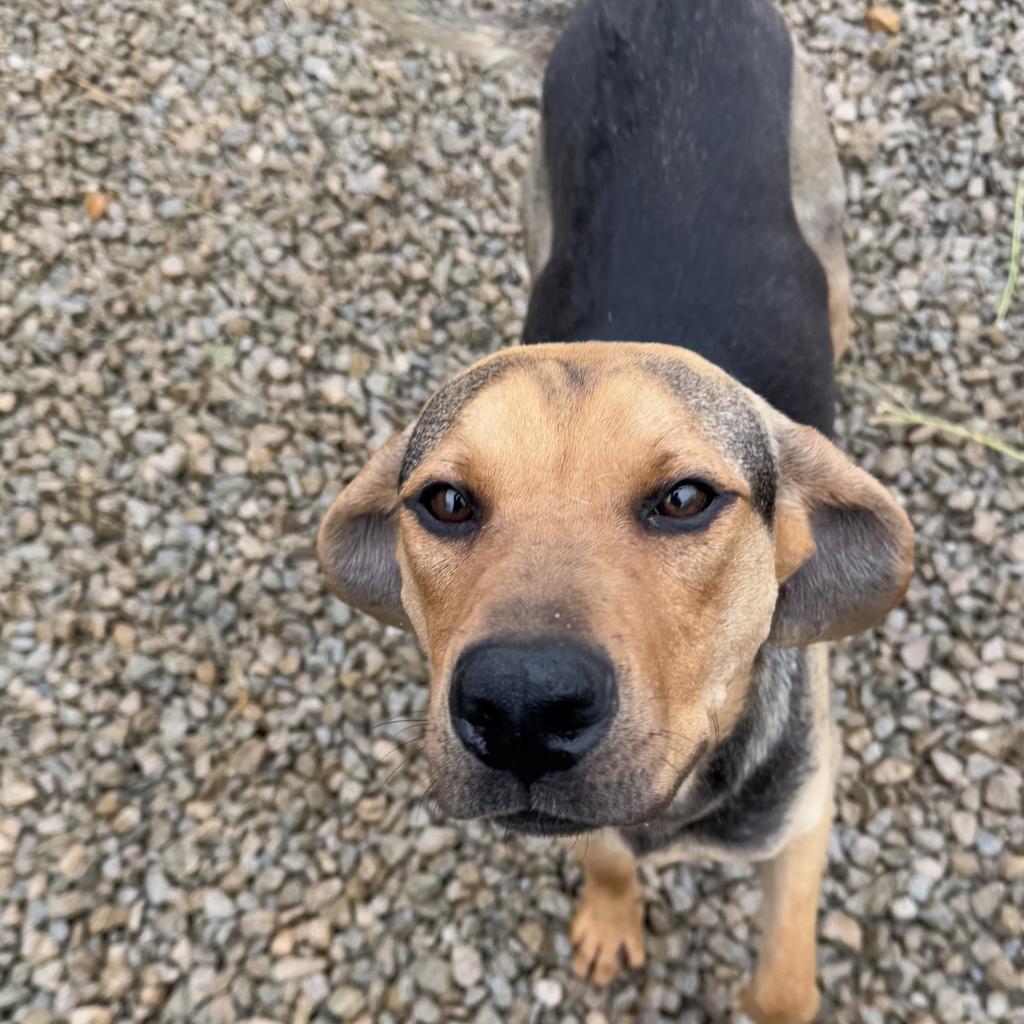 Mamsie, an adoptable Bloodhound in Duck River, TN, 38454 | Photo Image 2