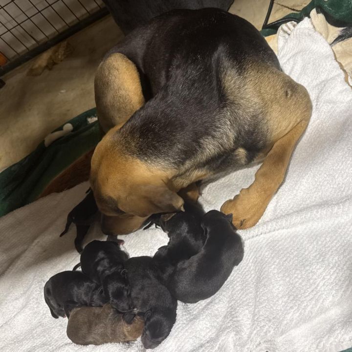 Mamsie 3