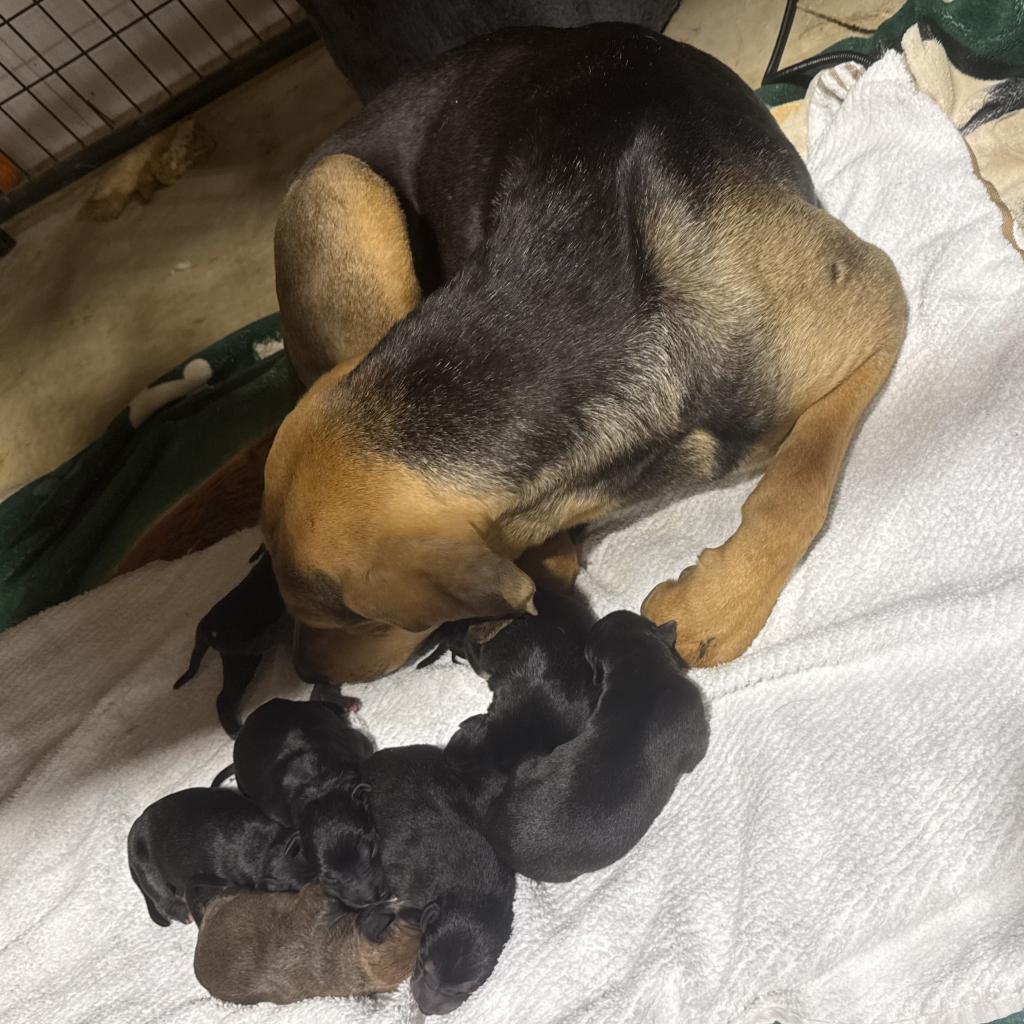 Mamsie, an adoptable Bloodhound in Duck River, TN, 38454 | Photo Image 3