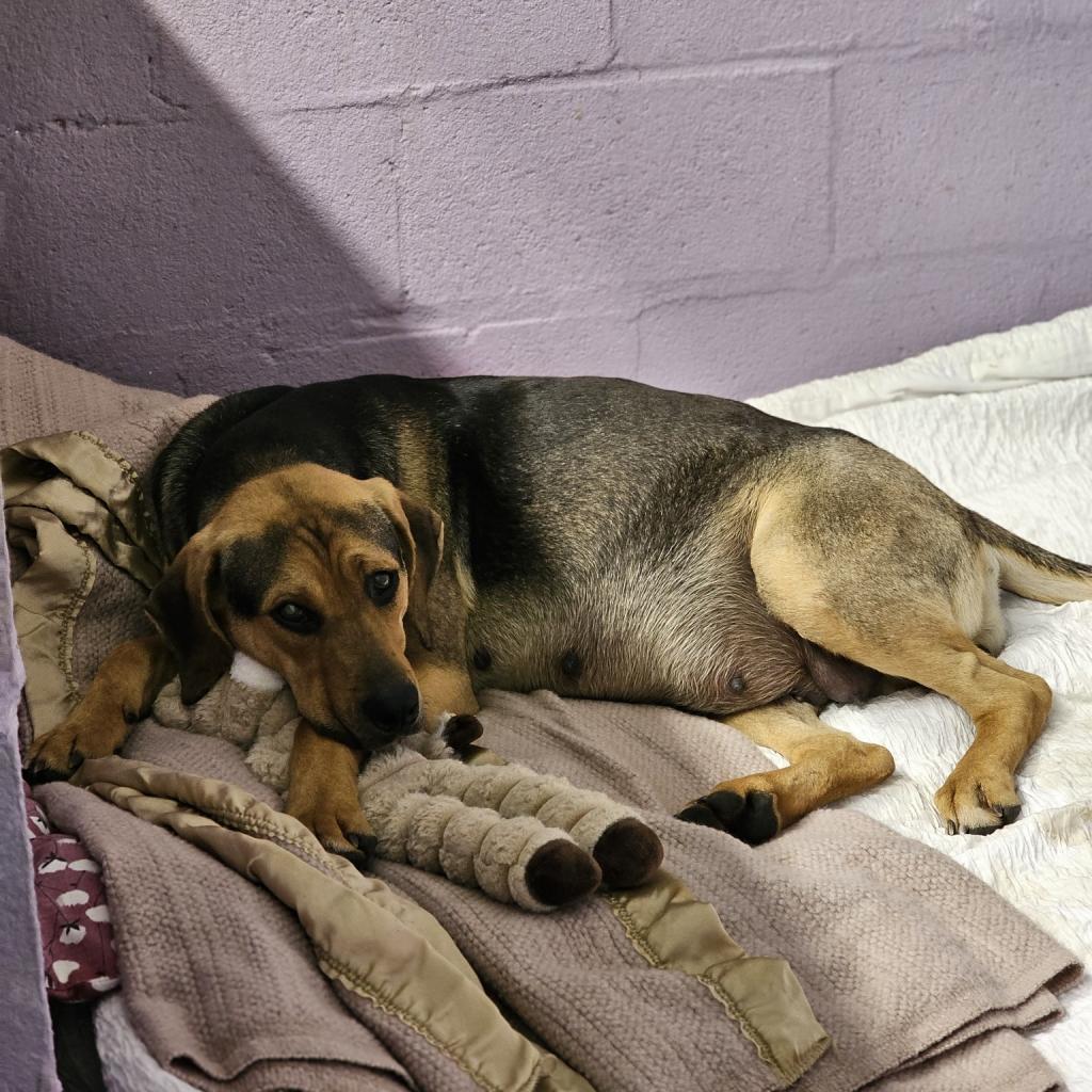 Mamsie, an adoptable Bloodhound in Duck River, TN, 38454 | Photo Image 4