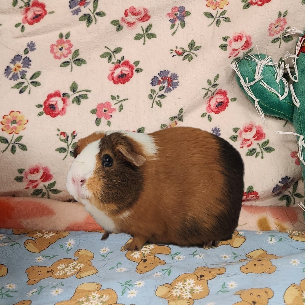 LUNA