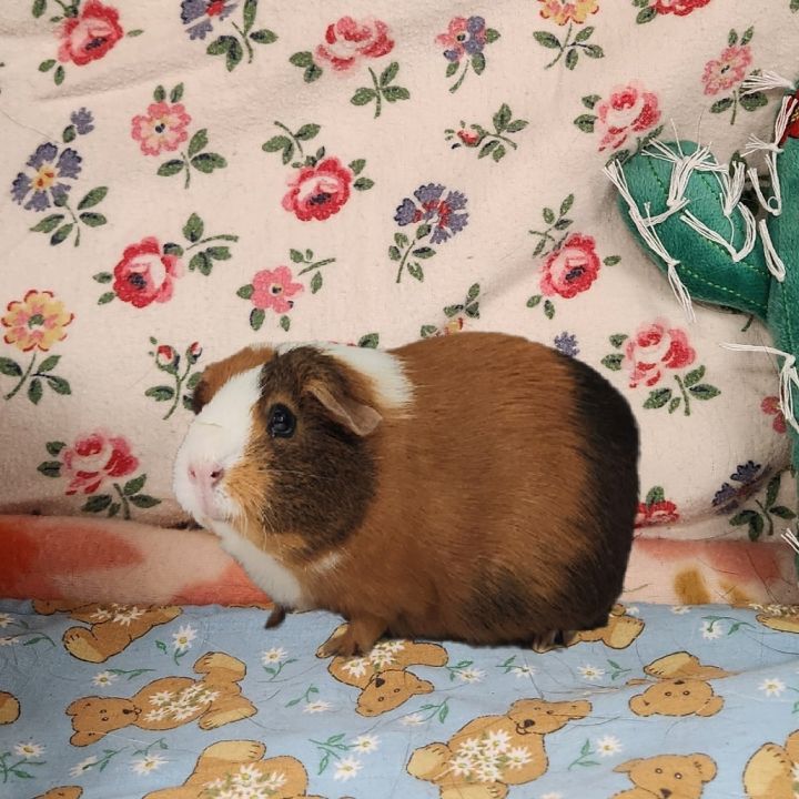 LUNA 2