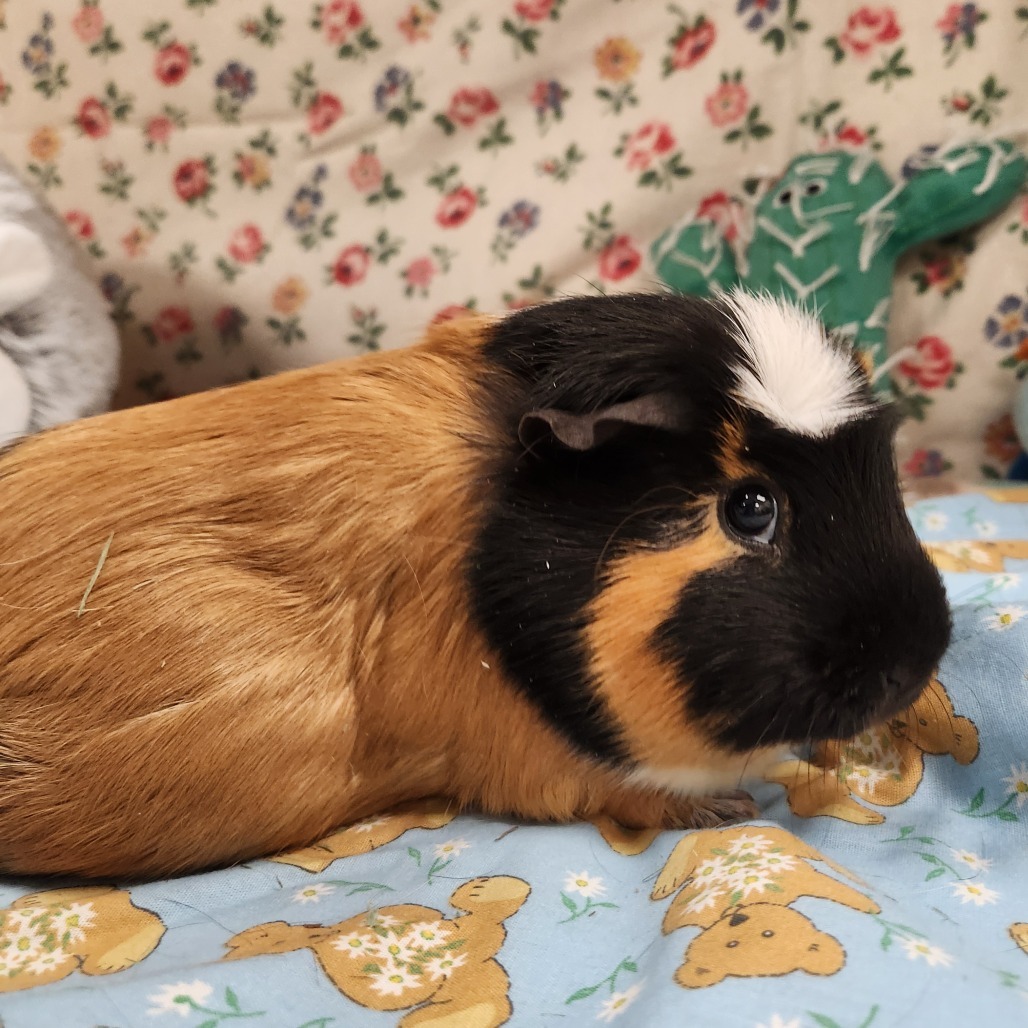 PEANUT