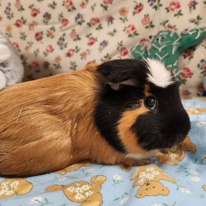 PEANUT 1