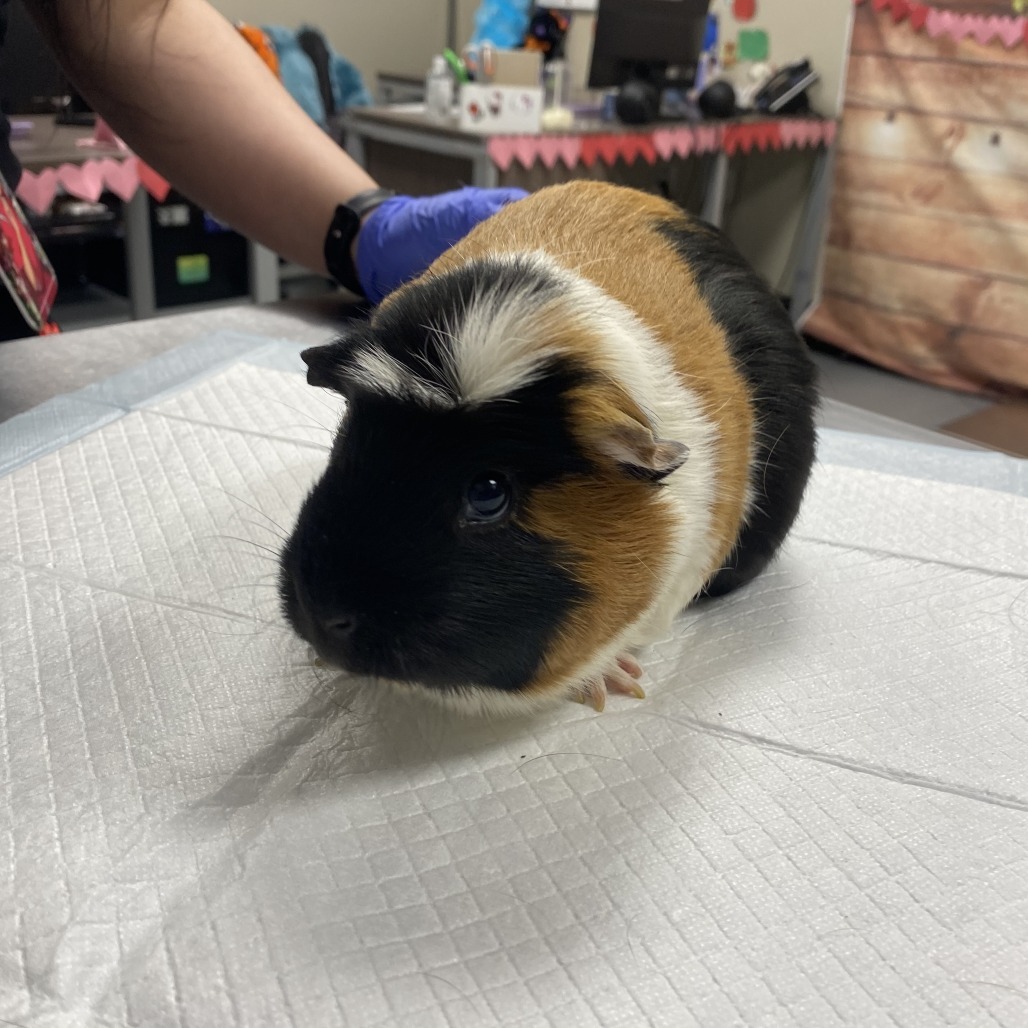 PEANUT