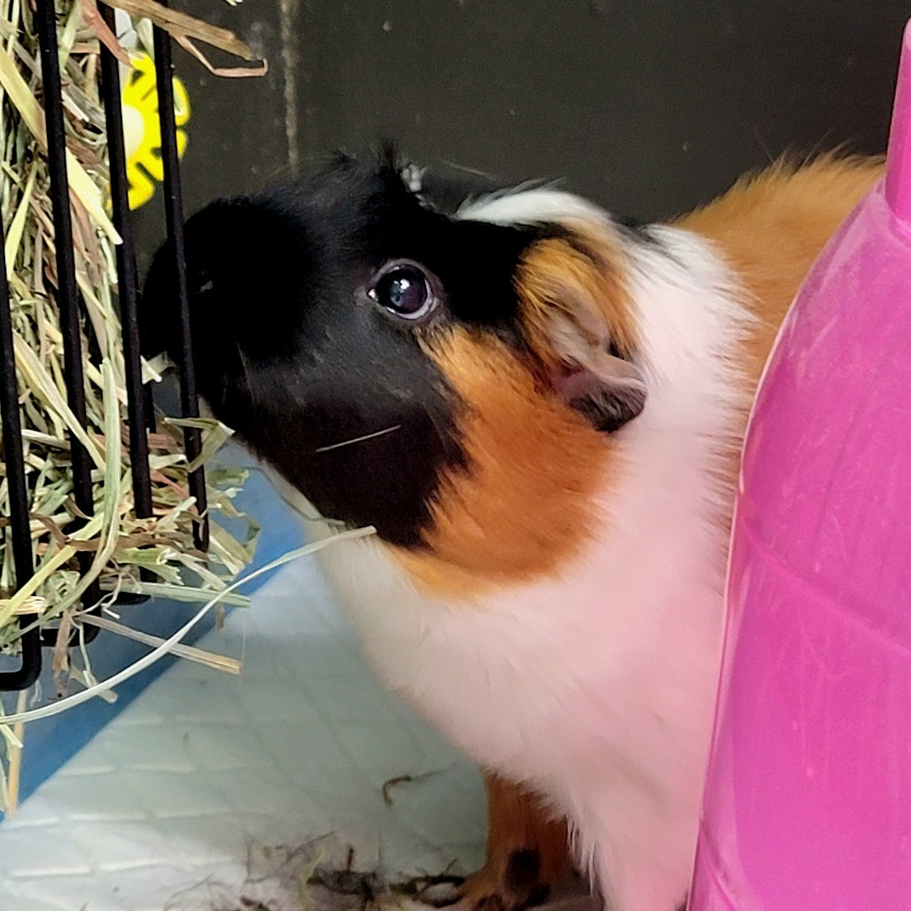 PEANUT