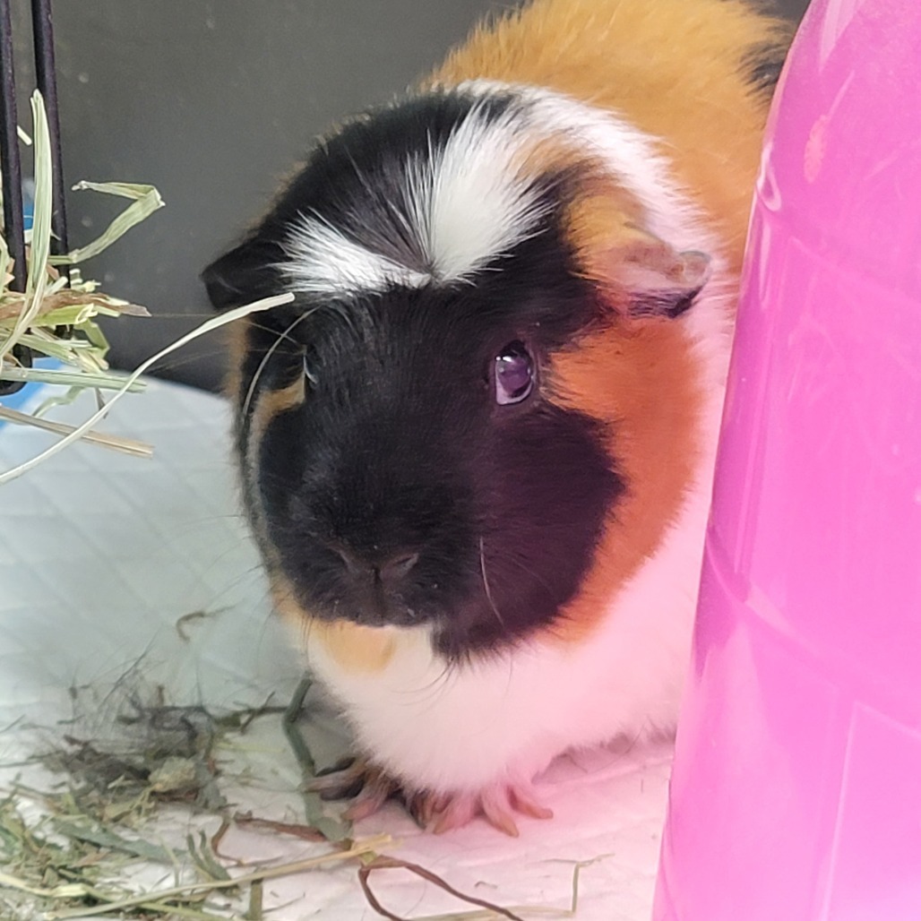 PEANUT
