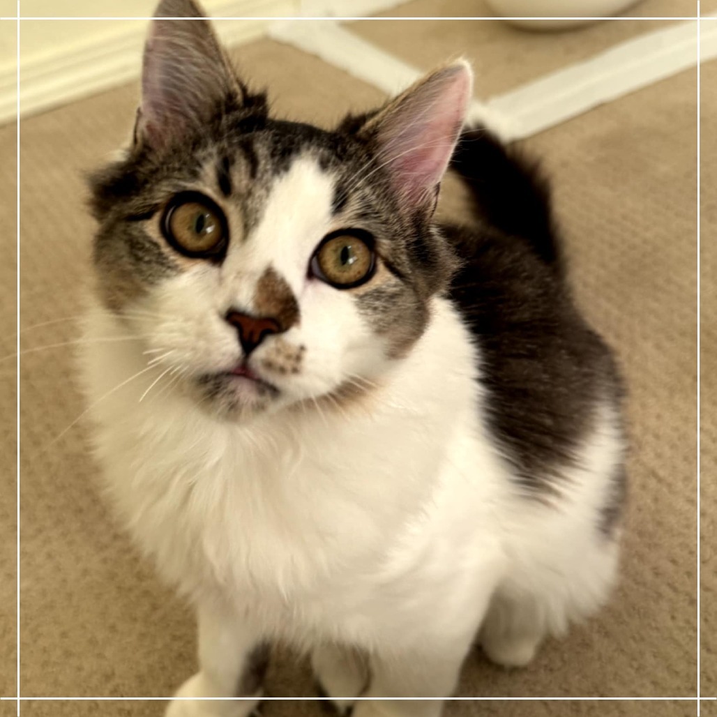 Fitz, an adoptable Domestic Short Hair in Meridian, ID, 83680 | Photo Image 1