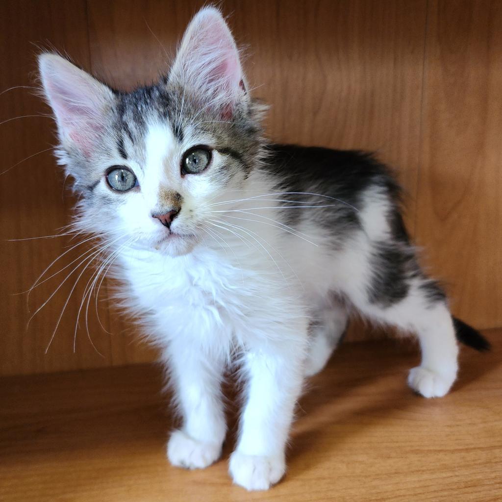 Fitz, an adoptable Domestic Short Hair in Meridian, ID, 83680 | Photo Image 2
