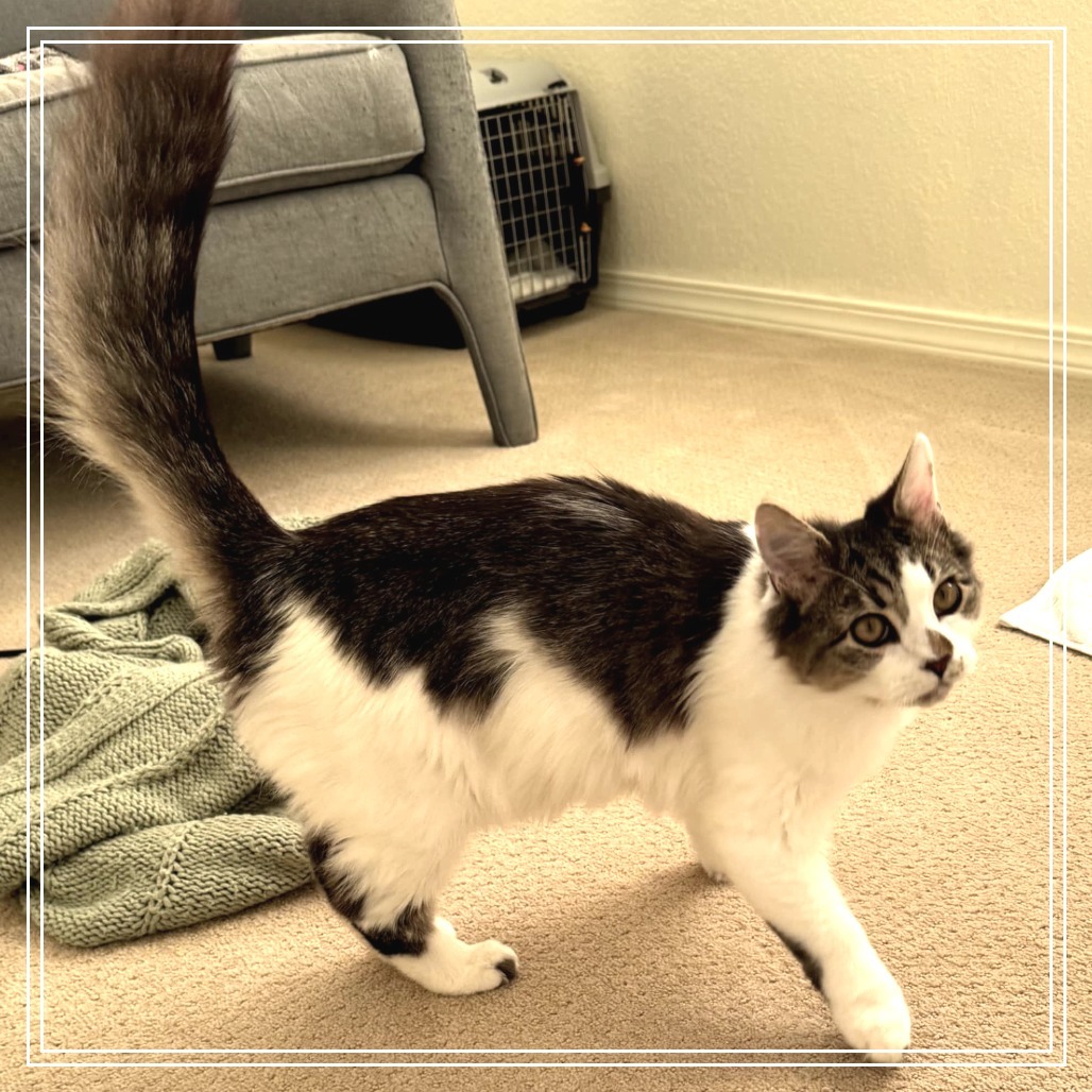 Fitz, an adoptable Domestic Short Hair in Meridian, ID, 83680 | Photo Image 3
