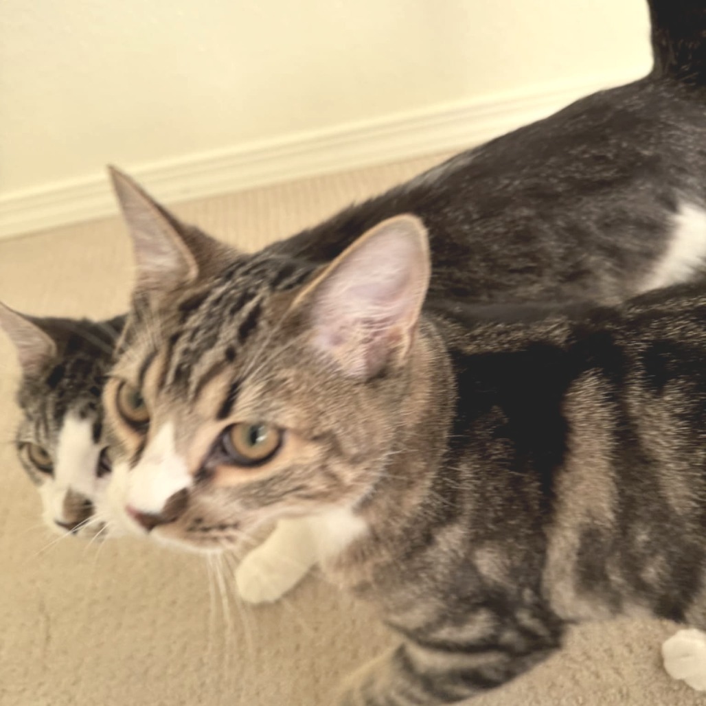 Fitz, an adoptable Domestic Short Hair in Meridian, ID, 83680 | Photo Image 4
