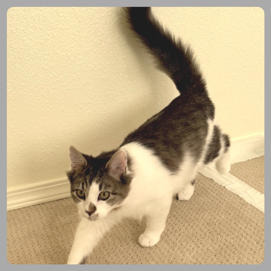 Fitz, an adoptable Domestic Short Hair in Meridian, ID, 83680 | Photo Image 5