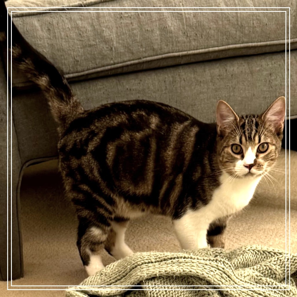 Finn, an adoptable Domestic Short Hair in Meridian, ID, 83680 | Photo Image 1