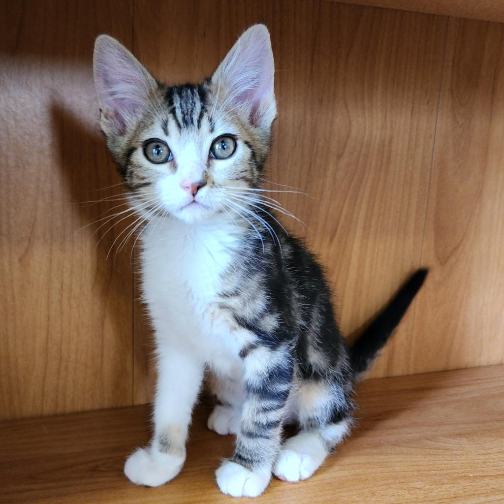 Finn, an adoptable Domestic Short Hair in Meridian, ID, 83680 | Photo Image 2