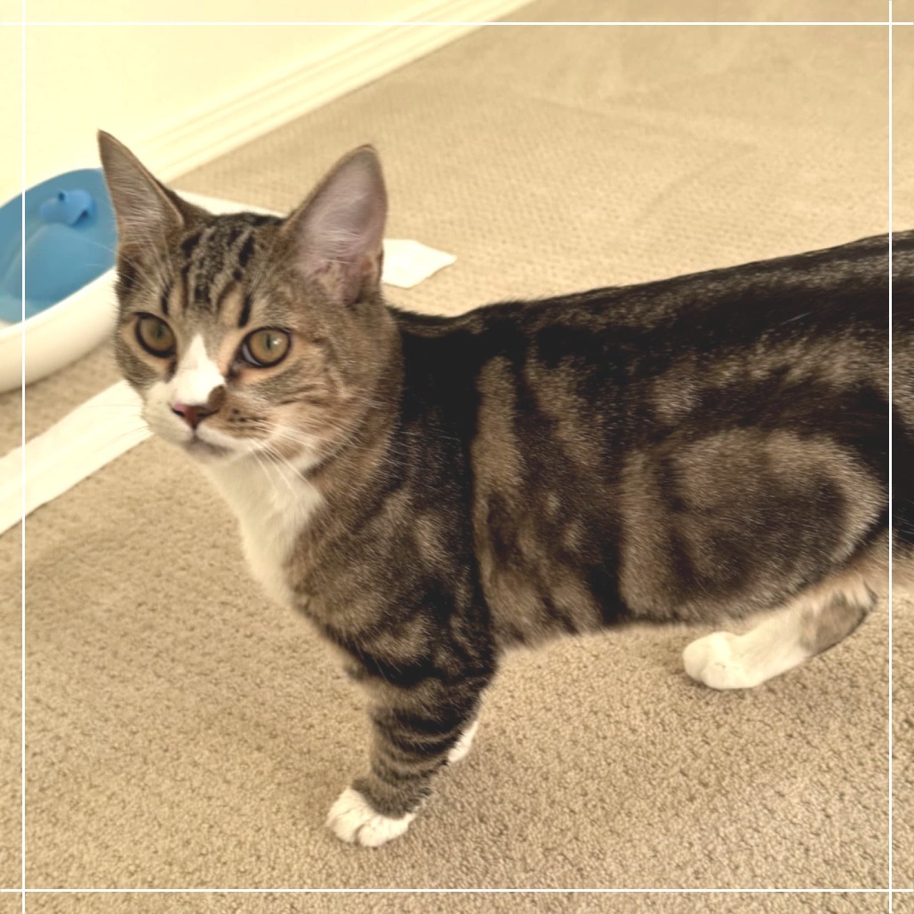 Finn, an adoptable Domestic Short Hair in Meridian, ID, 83680 | Photo Image 3