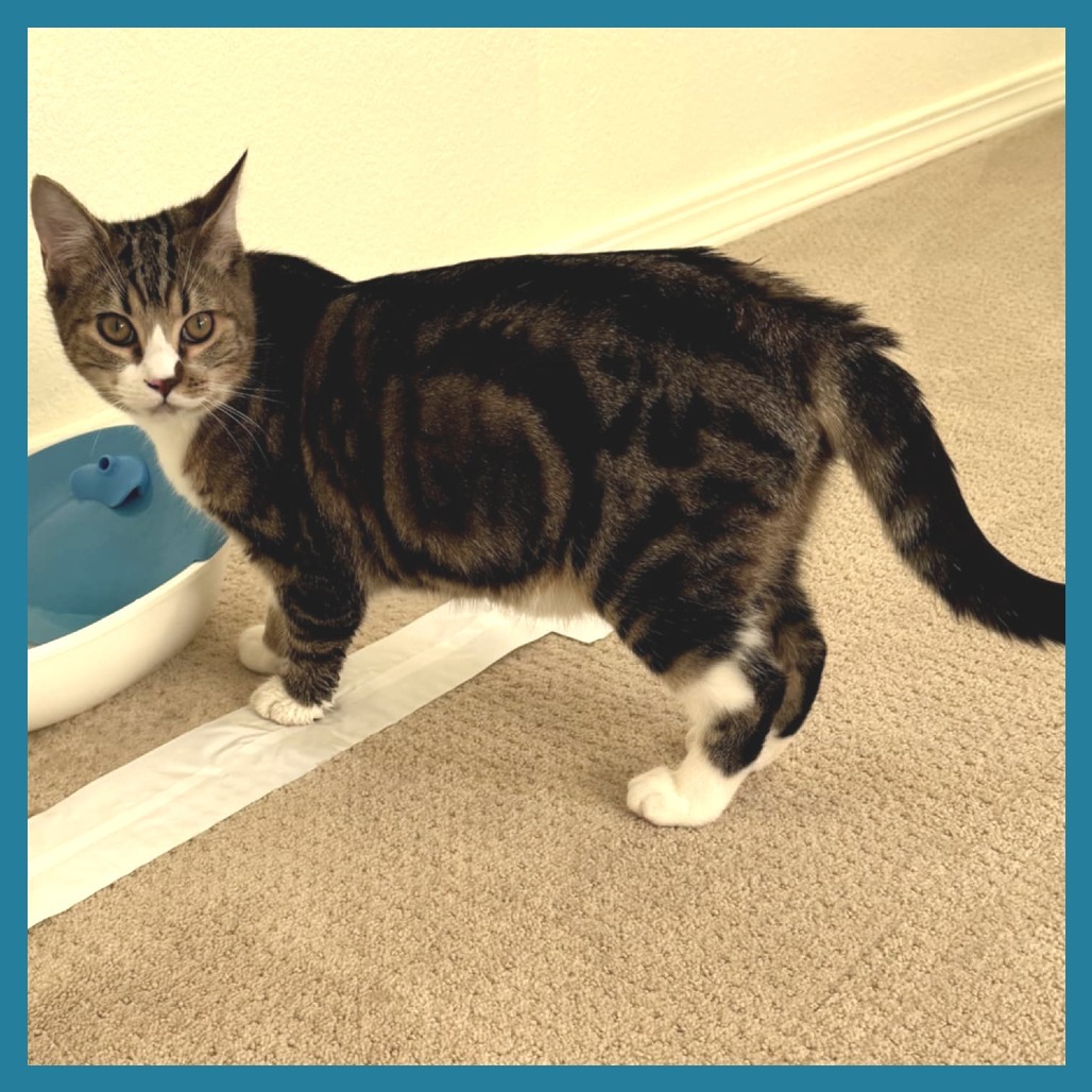 Finn, an adoptable Domestic Short Hair in Meridian, ID, 83680 | Photo Image 4