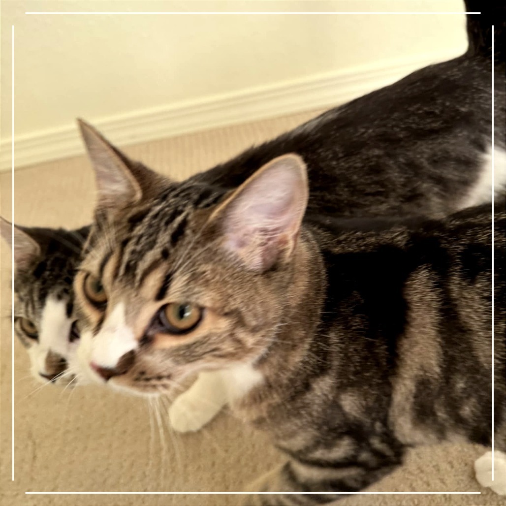 Finn, an adoptable Domestic Short Hair in Meridian, ID, 83680 | Photo Image 5