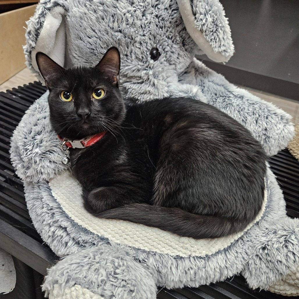 Ebby, an adoptable Domestic Short Hair in Las Vegas, NV, 89146 | Photo Image 1