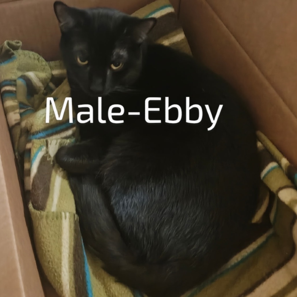 Ebby, an adoptable Domestic Short Hair in Las Vegas, NV, 89146 | Photo Image 2