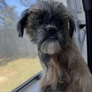 Cinnamon Crunch is a 7-year-old Shih Tzu mix who enjoys perching on a dining room chair She is crat