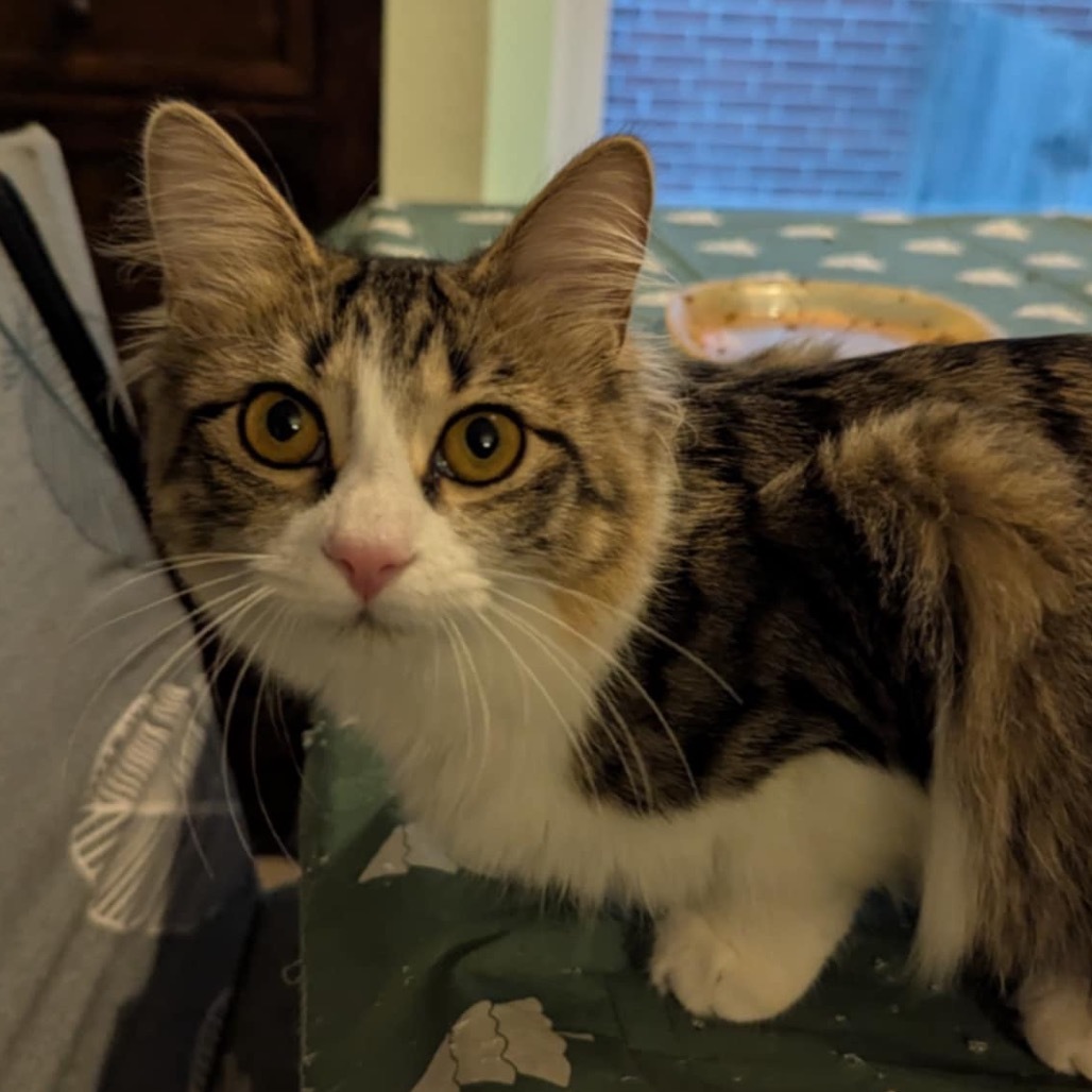 Shiraz, an adoptable Domestic Short Hair in Leander, TX, 78641 | Photo Image 1