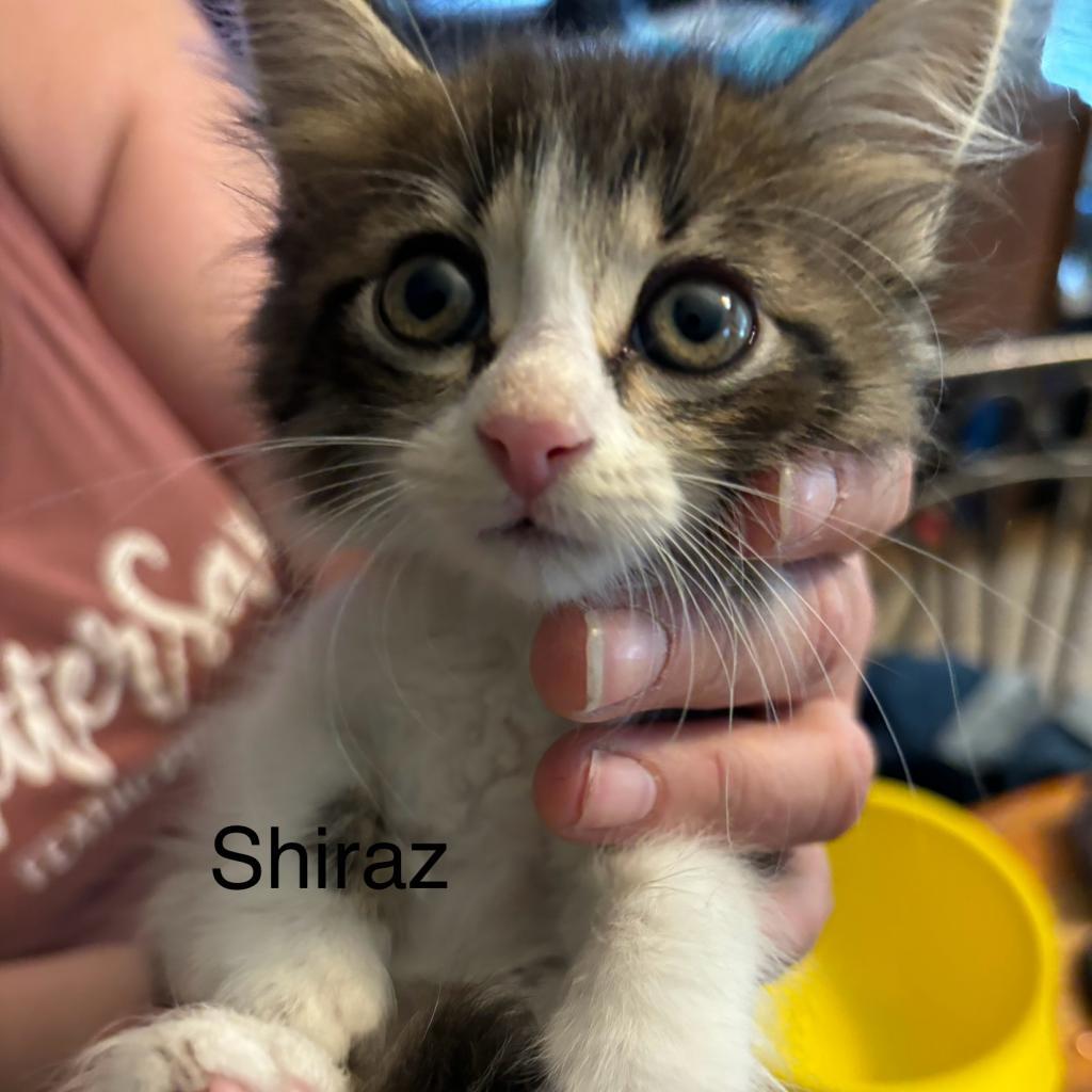 Shiraz, an adoptable Domestic Short Hair in Leander, TX, 78641 | Photo Image 2