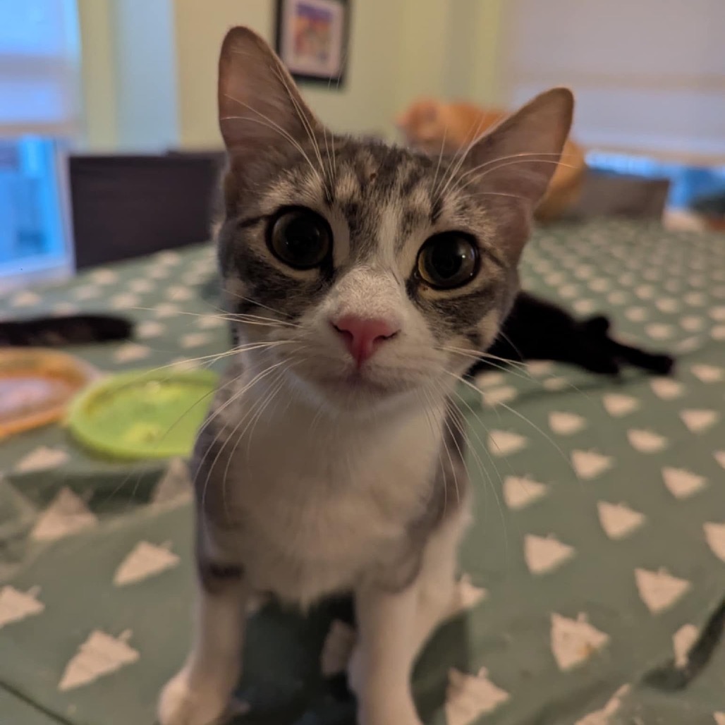 Chablis, an adoptable Domestic Short Hair in Leander, TX, 78641 | Photo Image 1