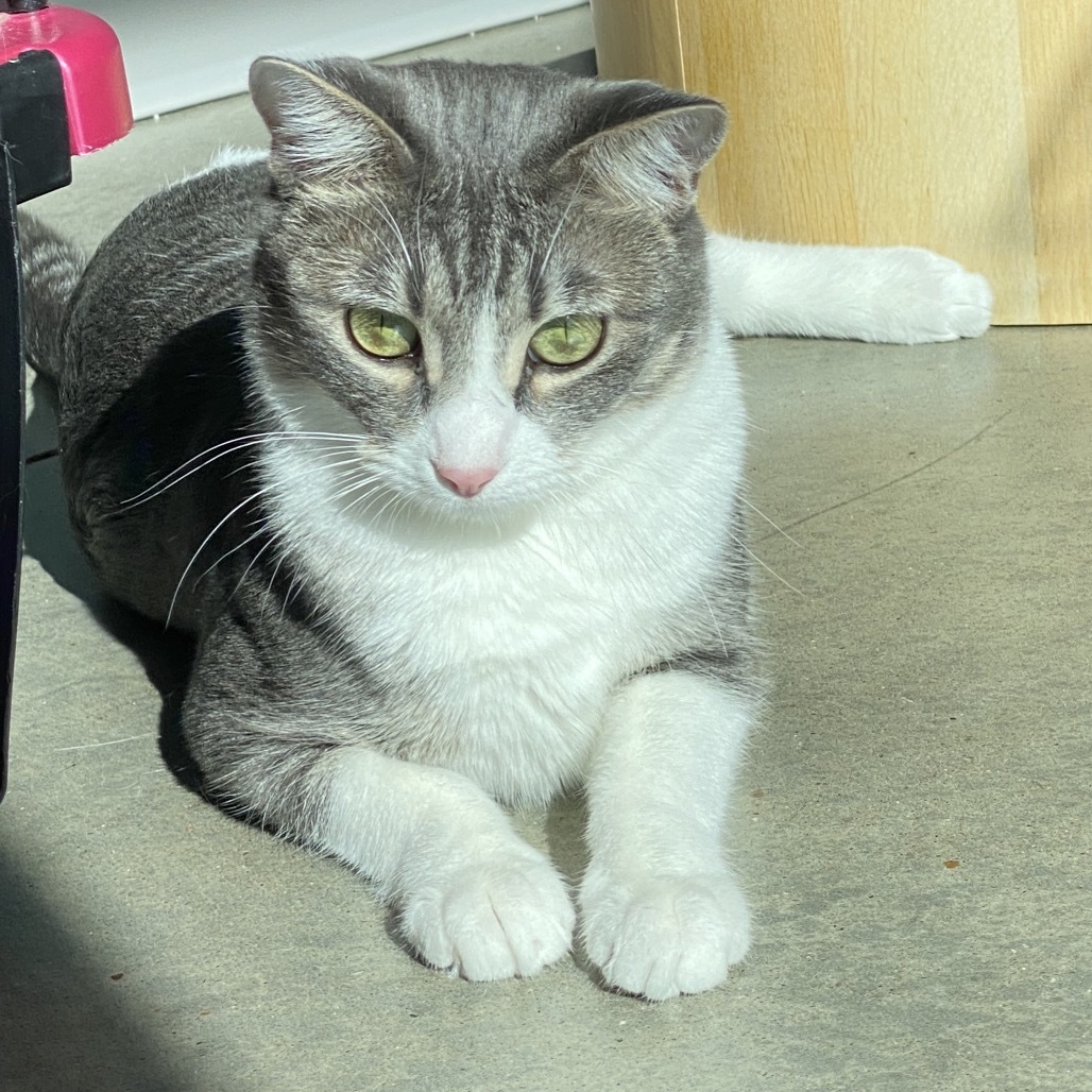 Chablis, an adoptable Domestic Short Hair in Leander, TX, 78641 | Photo Image 1
