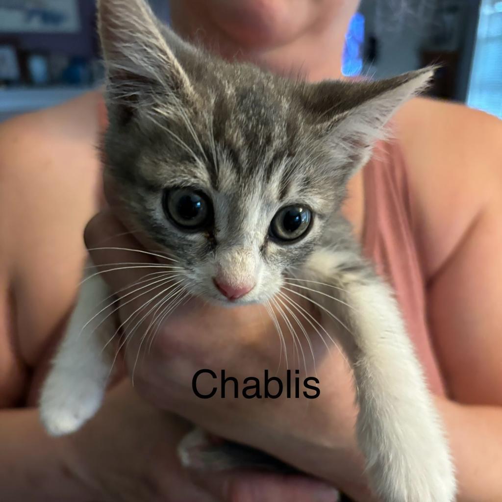 Chablis, an adoptable Domestic Short Hair in Leander, TX, 78641 | Photo Image 2