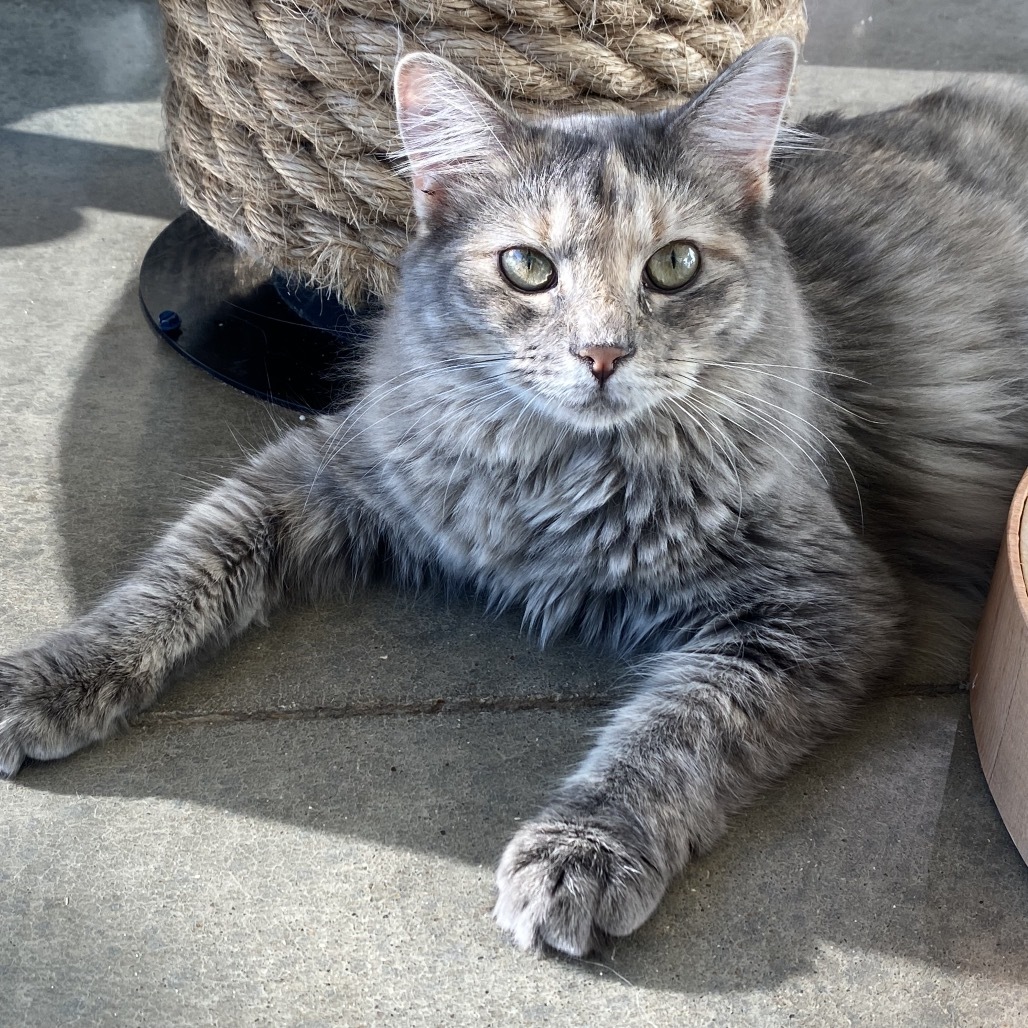 Burgundy, an adoptable Domestic Short Hair in Leander, TX, 78641 | Photo Image 1