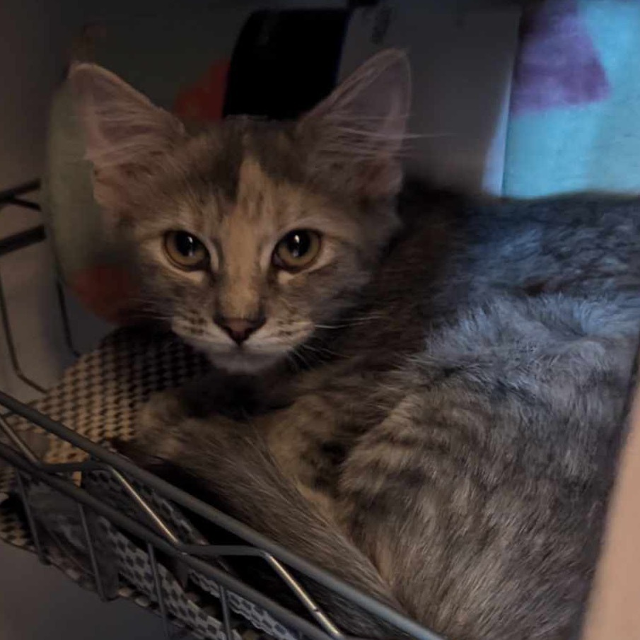 Burgundy, an adoptable Domestic Short Hair in Leander, TX, 78641 | Photo Image 2