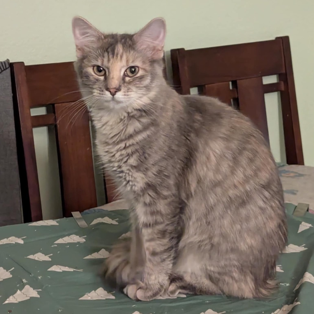 Burgundy, an adoptable Domestic Short Hair in Leander, TX, 78641 | Photo Image 3