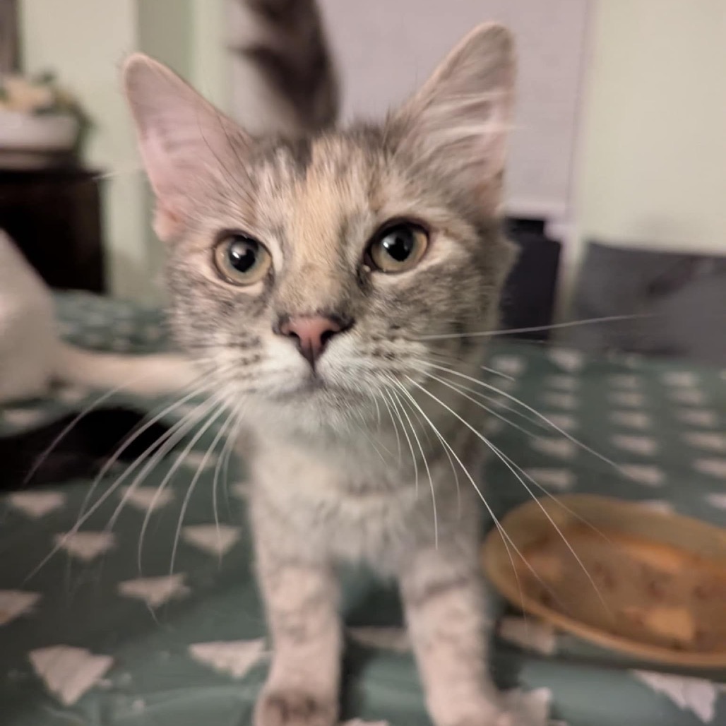 Burgundy, an adoptable Domestic Short Hair in Leander, TX, 78641 | Photo Image 4