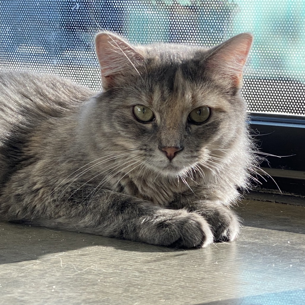 Burgundy, an adoptable Domestic Short Hair in Leander, TX, 78641 | Photo Image 5