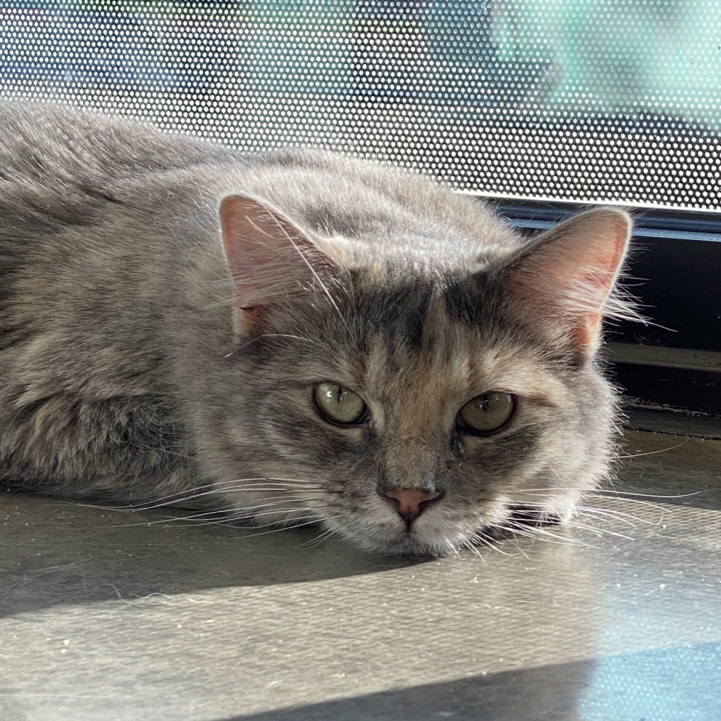 Burgundy, an adoptable Domestic Short Hair in Leander, TX, 78641 | Photo Image 6