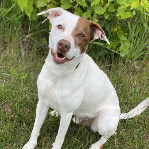 Siricco, Adult Male Terrier