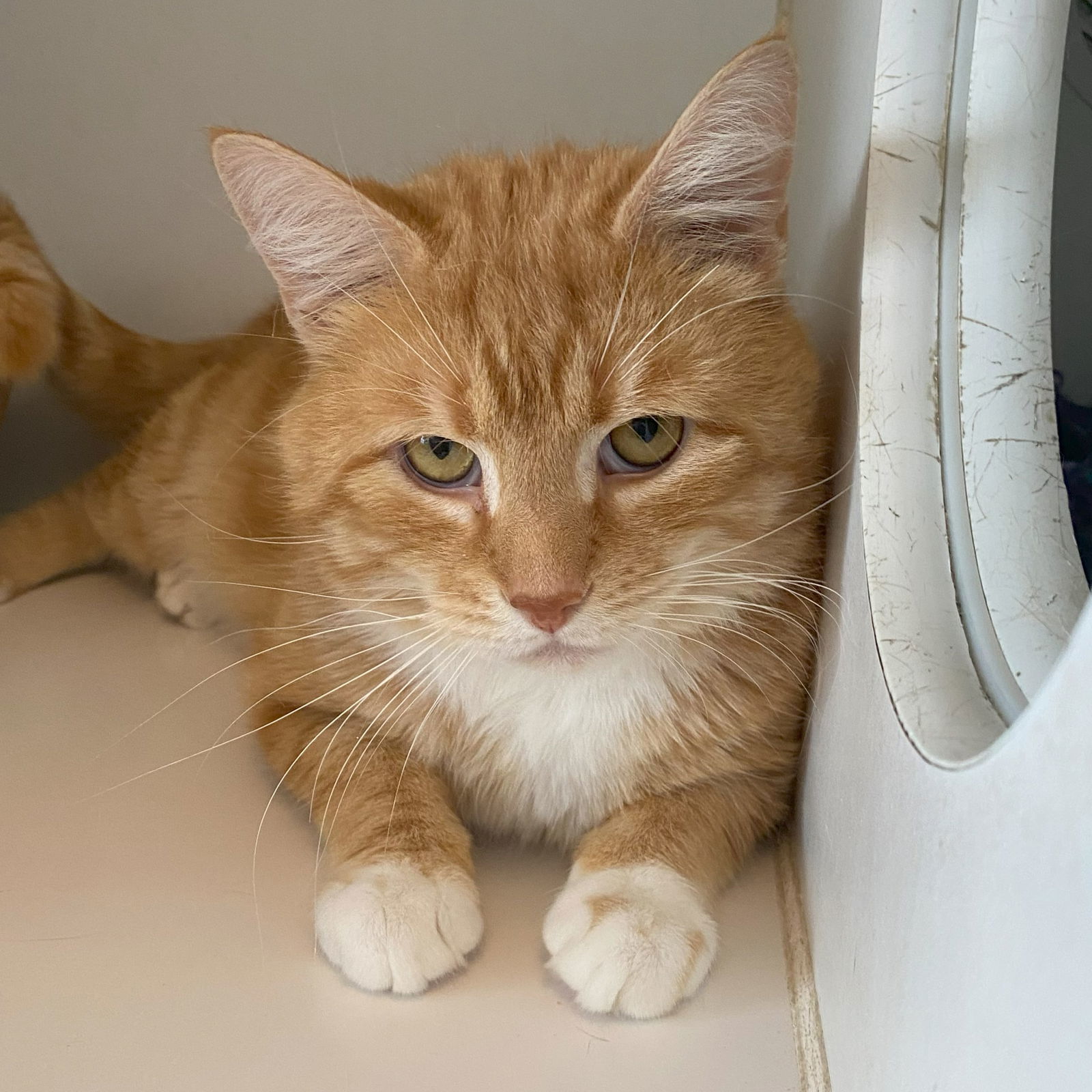 Aslan