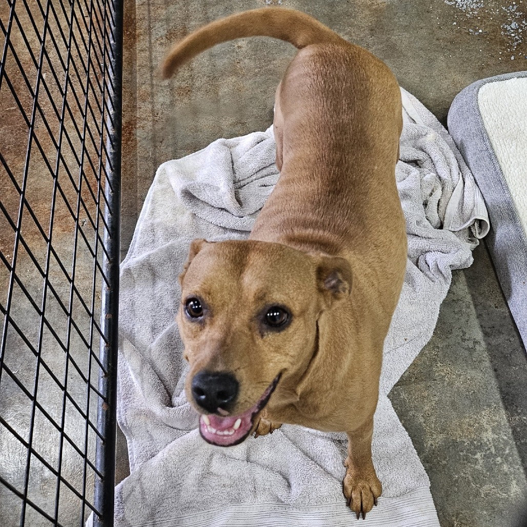 Seven, an adoptable Fox Terrier in Wahiawa, HI, 96786 | Photo Image 2
