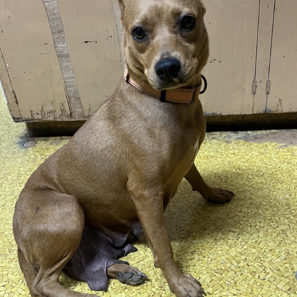 Seven, an adoptable Fox Terrier in Wahiawa, HI, 96786 | Photo Image 3