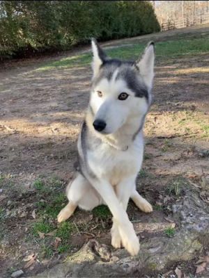Please welcome Kiara to the Releashed Rescue pack I might be a year old and I only weigh 42 lbs