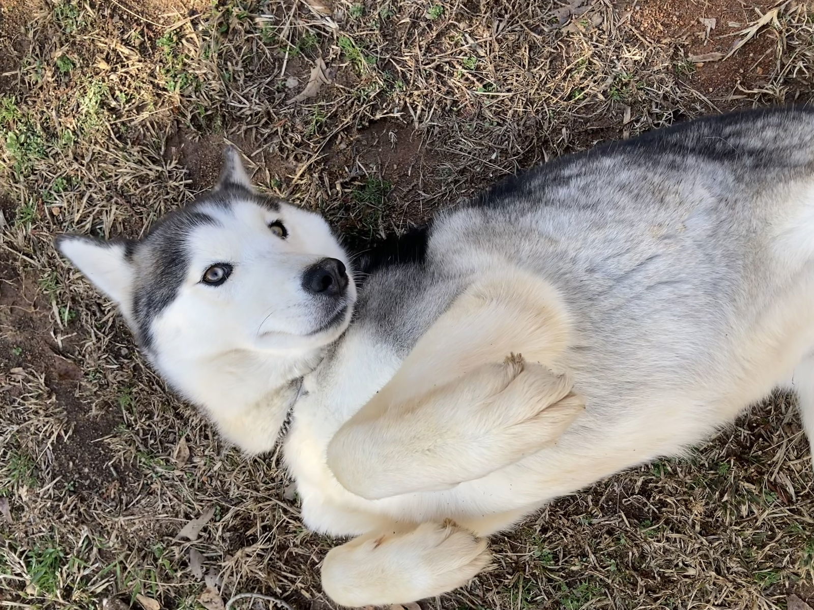Kiara
