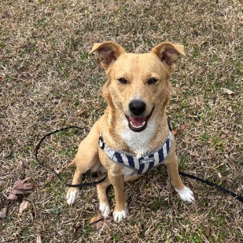 Birdy, an adoptable Feist, Mixed Breed in Rossville, GA, 30741 | Photo Image 1